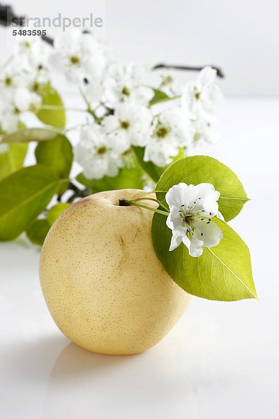 Chinesische Nashi-Birnen (Pyrus pyrifolia) mit Blüten