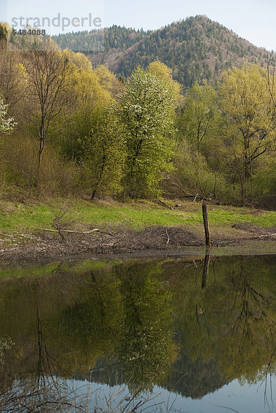 Bäume im Spiegel  Seebachlacke  Eiszeitlacke  Kienberg  Niederösterreich  Österreich  Europa