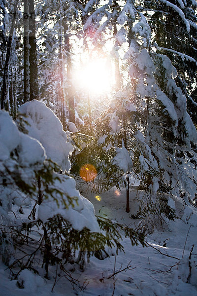 Sonne in einem winterlichen Wald  in den Alpen bei Berchtesgaden  Bayern  Deutschland  Europa