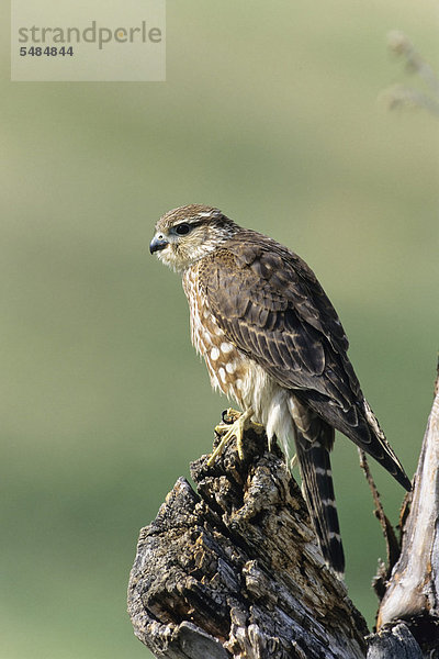 Merlin (Falco columbarius)  Weibchen  USA