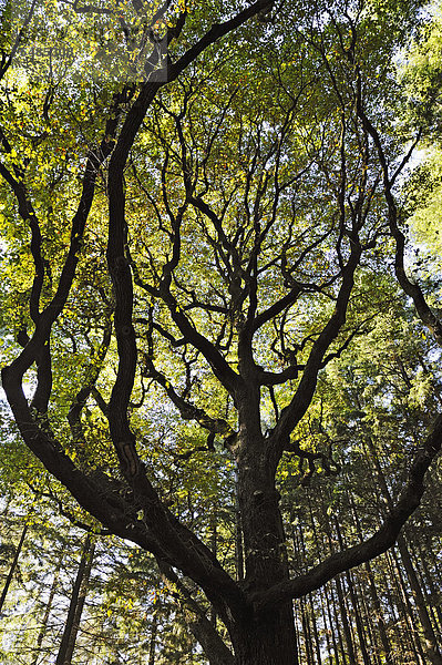 Baumkrone einer Eiche (Quercus) im Sonnenlicht  Mettlach  Saarland  Deutschland  Europa