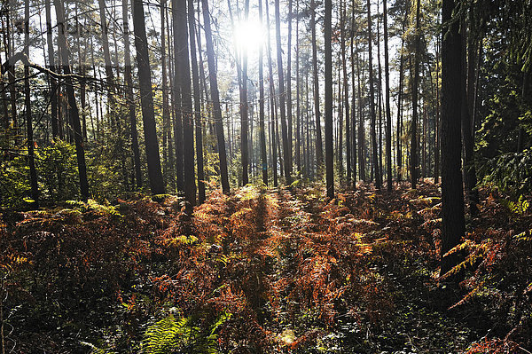 Sonnenschein im Wald mit Farnen  Mettlach  Saarland  Deutschland  Europa