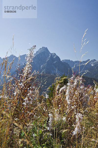 Verblühte Wollblumen  Woll-Königskerze (Verbascum alpinum Turra)  Schwarze Könisgskerze (Verbascum nigrum)  Sextener oder Sextner Dolomiten im Herbst  Gsellknoten  Monte Casella  2865 m  Italien  Europa