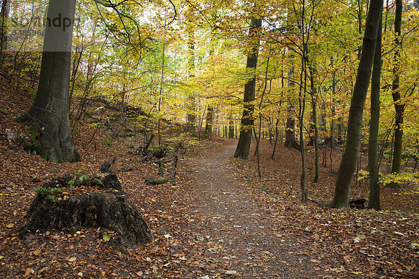Heinrich-Heine Wanderweg im Herbst  Ilsetal  Ilsenburg  Landkreis Harz  Nationalpark Harz  Sachsen-Anhalt  Deutschland  Europa  ÖffentlicherGrund