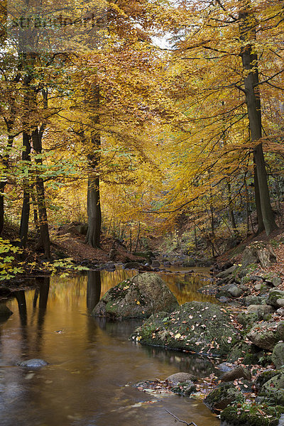 Fluss Ilse im Herbst  Ilsetal  Ilsenburg  Landkreis Harz  Nationalpark Harz  Sachsen-Anhalt  Deutschland  Europa  ÖffentlicherGrund