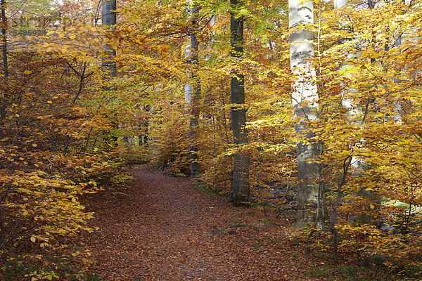 Heinrich-Heine Wanderweg im Herbst  Ilsetal  Ilsenburg  Landkreis Harz  Nationalpark Harz  Harz  Sachsen-Anhalt  Deutschland  Europa  ÖffentlicherGrund