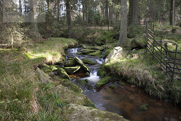 Bachlauf an der Talsperre Oderteich  Nationalpark Harz  Oberharz  Harz  Niedersachsen  Deutschland  Europa  ÖffentlicherGrund