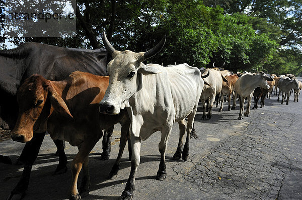 Herde Kühe auf der Straße  El Angel  Bajo Lempa  El Salvador  Zentralamerika  Lateinamerika