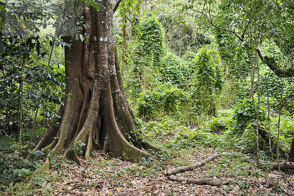 Baum mit dickem Stamm in einem tropischen Bergwald  Regenwald  El Salvador  Zentralamerika  Lateinamerika