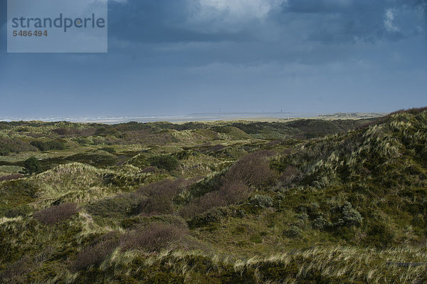 Dünenlandschaft  Spiekeroog  Ostfriesland  Niedersachsen  Deutschland  Europa