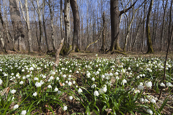 Märzenbecher  Frühlingsknotenblumen (Leucojum vernum)  Frühling im Laubwald  Oberbayern  Bayern  Deutschland  Europa