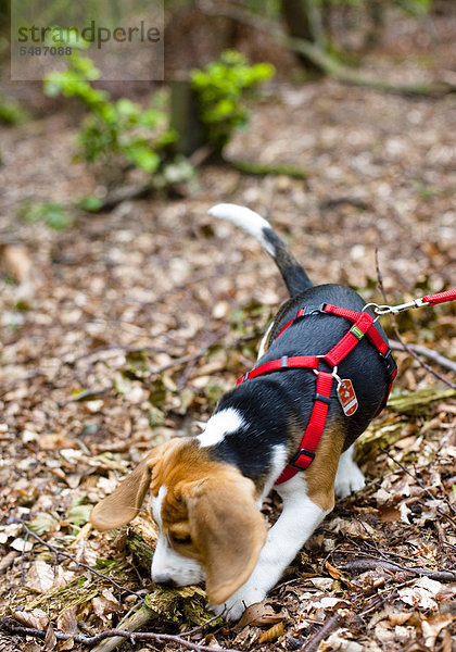 Dreifarbiger männlicher Beagle-Welpe spielt im Wald