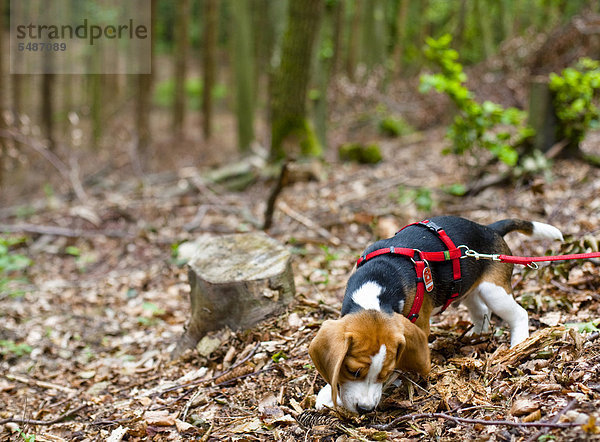 Dreifarbiger männlicher Beagle-Welpe spielt im Wald
