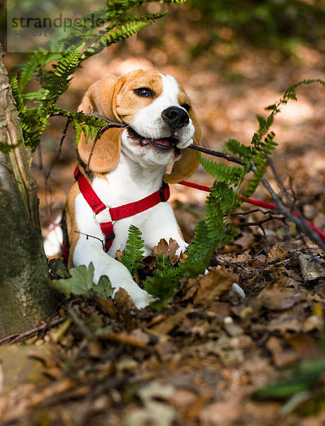 Dreifarbiger männlicher Beagle-Welpe kaut im Wald auf einem Zweig