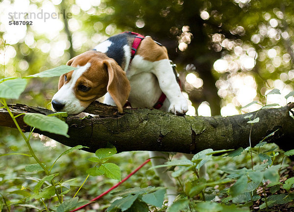 Dreifarbiger männlicher Beagle-Welpe kaut an einem Baumstamm im Wald