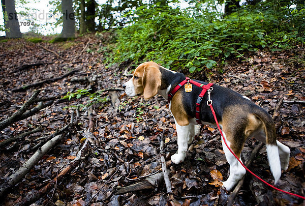 Dreifarbiger männlicher Beagle-Welpe im Wald