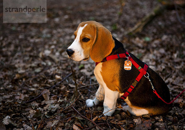 Dreifarbiger männlicher Beagle-Welpe sitzt im Wald