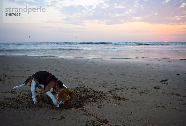 Dreifarbiger männlicher Beagle-Welpe gräbt bei Sonnenuntergang ein Loch am Strand