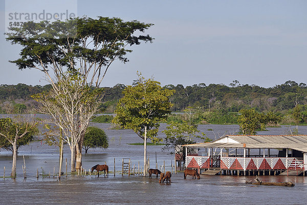 Pferde auf überfluteten Weiden während der Regenzeit  Amazonas zwischen Manaus und Santarem  Provinz Amazonas  Brasilien  Südamerika