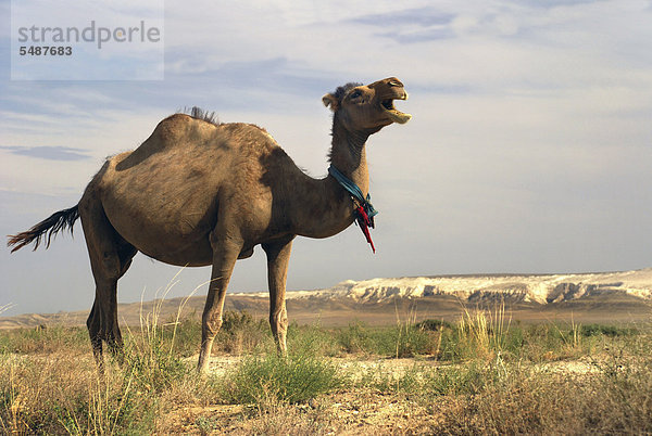 Dromedar oder Einhöckriges Kamel (Camelus dromedarius) auf dem Ustjurt-Plateau  Kasachische Wüste  Kasachstan  Zentralasien