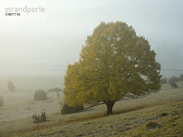 Herbstlicher Baum im Nebel  Ipf  Bopfingen  Ostalbkreis  Baden-Württemberg  Deutschland  Europa
