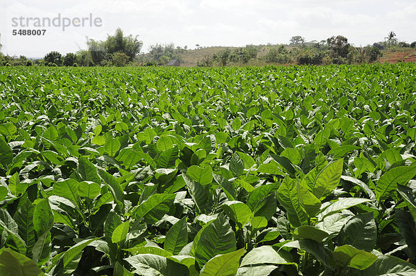 Nationalpark Amerika Landwirtschaft Karibik Mittelamerika Viñales Kuba Große Antillen Tabakplantage Valle
