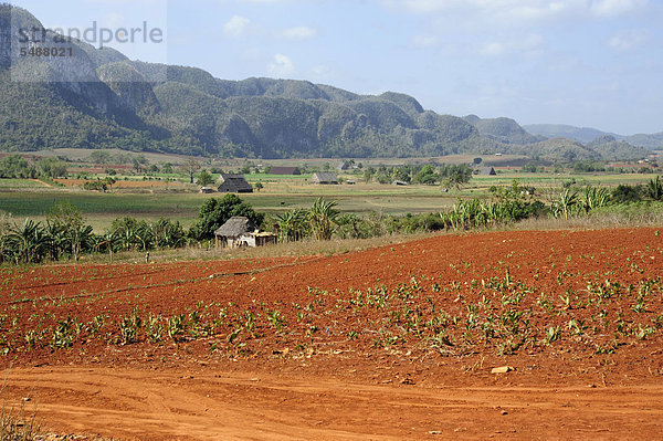 Nationalpark Amerika Landwirtschaft Karibik Mittelamerika Pinar Del Rio Viñales Kuba Große Antillen Valle