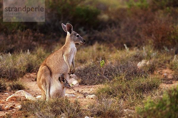 Tasche Kängurubaby Känguru Beutel Western Australia