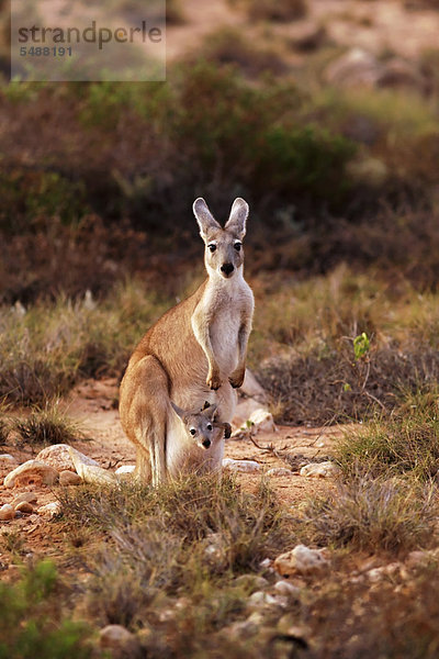 Tasche Kängurubaby Känguru Beutel