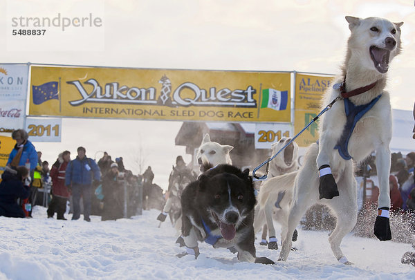 Hundeteam  Schlittenhunde  springen  aufgeregt  Leithunde  Alaskan Huskies am Start des Yukon Quest 2011  ein 1000-Meilen langes internationales Schlittenhundrennen  Whitehorse  Yukon Territory  Kanada