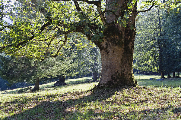 Bergahorn (Acer pseudoplatanus)  Oberbayern  Bayern  Deutschland  Europa