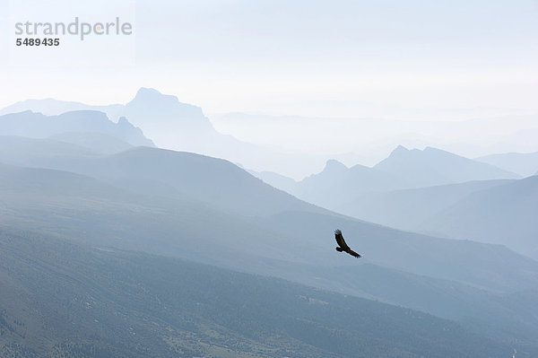 Adler im Flug über dem Parc National des PyrÈnÈes  Nationalpark Pyrenäen  Aragonien  Spanien  Europa  ÖffentlicherGrund