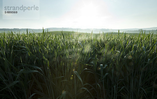 Italien  Toskana  Blick auf das Weizenfeld am frühen Morgen