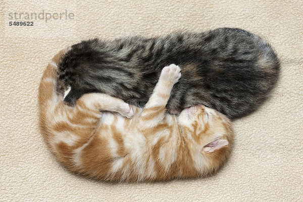 Deutschland  Ingwer Kätzchen schlafen auf Decke  Nahaufnahme