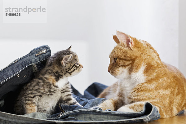 Deutschland  Katze und Kätzchen in Jeans sitzend  Nahaufnahme