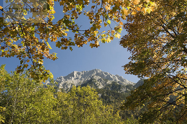 Deutschland  Bayern  Mittenwald  Blick auf den Berg mit Baum