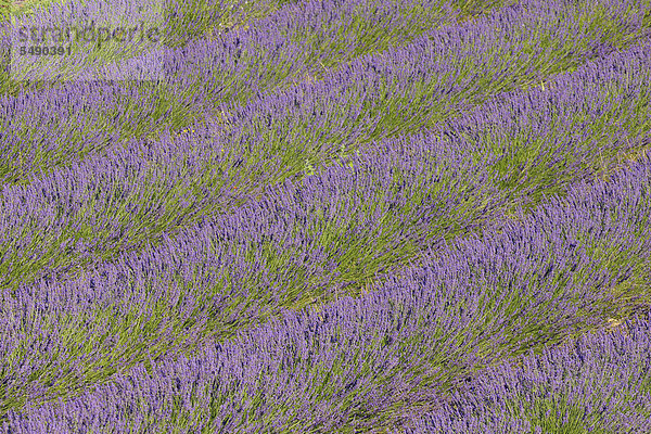 Frankreich  Mittelmeerraum  Plateau De Valensole  Valensole  Blick auf Lavendelfeld