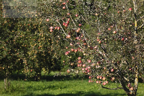 Deutschland  Bayern  Oberbayern  Apfelbäume im Apfelgarten