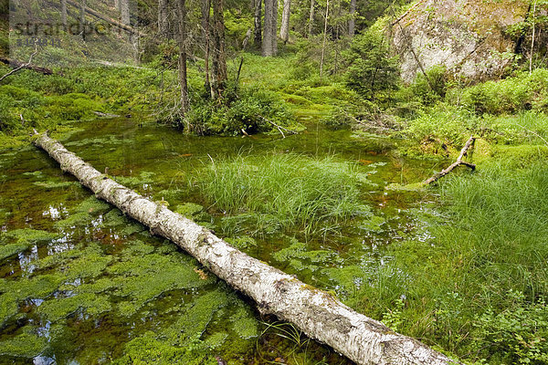 Teich im Wald  Tiveden Nationalpark  Schweden  Skandinavien  Europa
