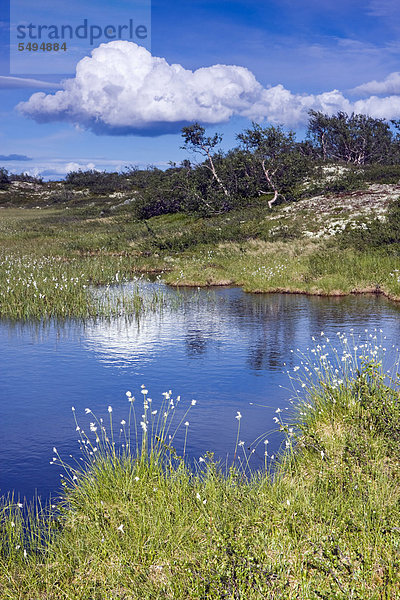 Landschaft am kleinen Rörsjön See  Nationalpark Fulufjället  Dalarna  Schweden  Skandinavien  Europa