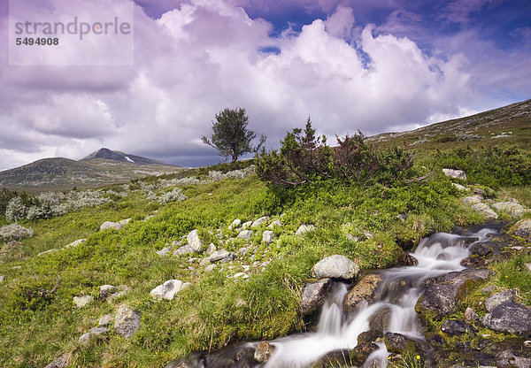 Landschaft mit dem Berg Elgahogna  Femundsmarka-Nationalpark  Provinz Hedmark  Norwegen  Skandinavien  Europa