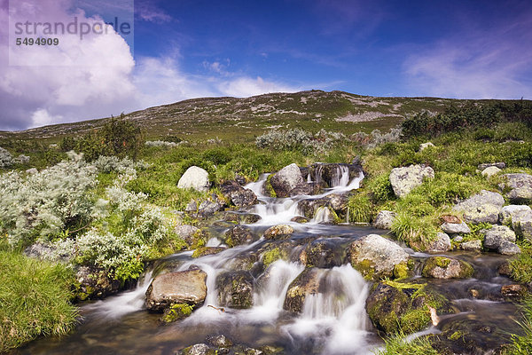 Landschaft mit Bach  Femundsmarka-Nationalpark  Provinz Hedmark  Norwegen  Skandinavien  Europa