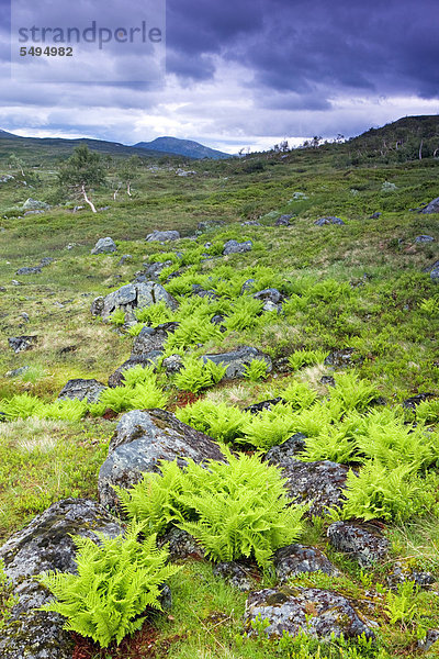 Landschaft mit Farnen  Skarvan og Roltdalen-Nationalpark  Sør-Trøndelag  Norwegen  Skandinavien  Europa