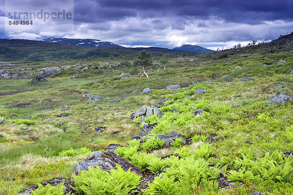 Landschaft mit Farnen  Skarvan og Roltdalen-Nationalpark  Sør-Trøndelag  Norwegen  Skandinavien  Europa