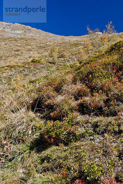 Schwarze Heidelbeeren (Vaccinium myrtillus)  Sextener oder Sextner Dolomiten  Italien  Europa