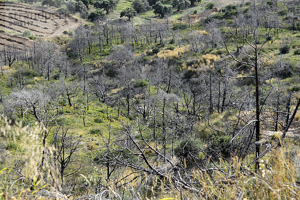 Abgebrannte Bäume  Brandkatastrophe auf Rhodos  Griechenland  Europa