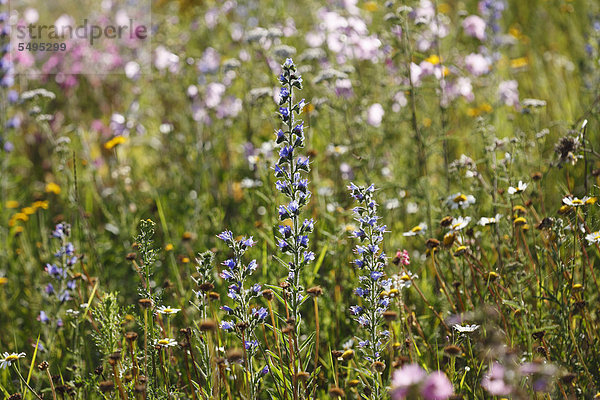 Gewöhnlicher Natternkopf  auch Blauer Natternkopf  Stolzer Heinrich (Echium vulgare)  Fränkische Schweiz  Bayern  Deutschland  Europa