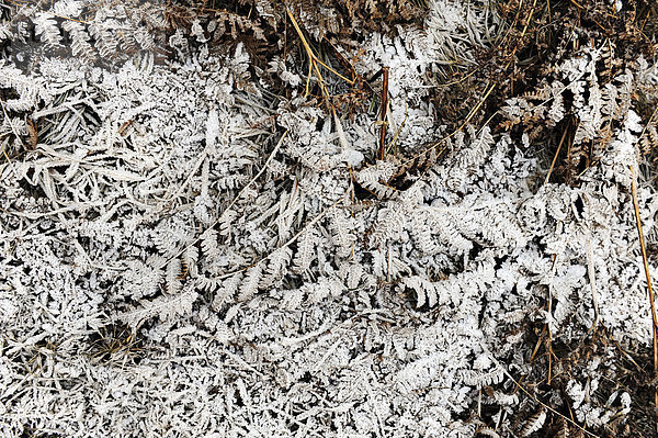 bedecken Boden Fußboden Fußböden Wald Farn Frost