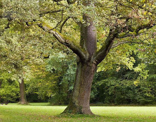 Eine Stiel-Eiche (Quercus robur) in einer Grünanlage