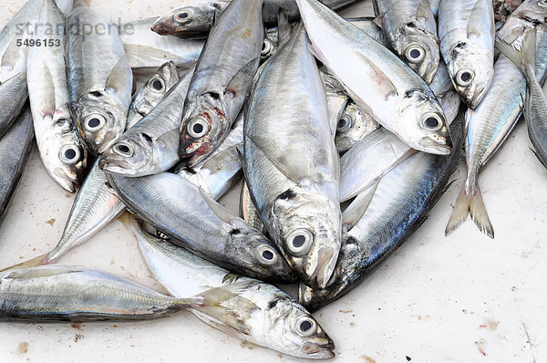 Gefangene Sardinen  Fischmarkt  Hafen  Essaouira  Marokko  Nordafrika  Afrika